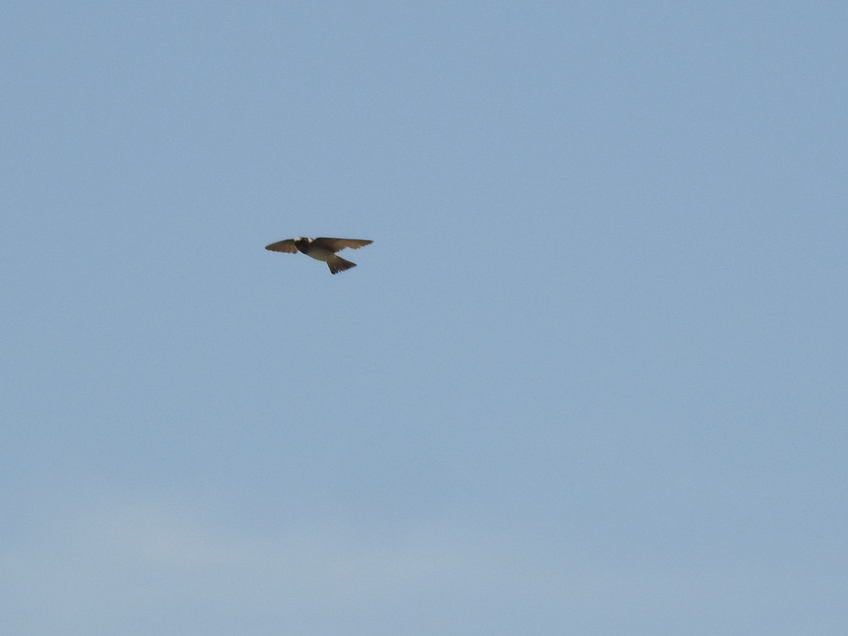 Cliff Swallow - ML610702856