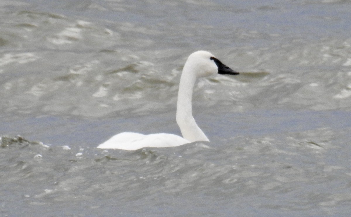 Tundra Swan - Lynette Thonne