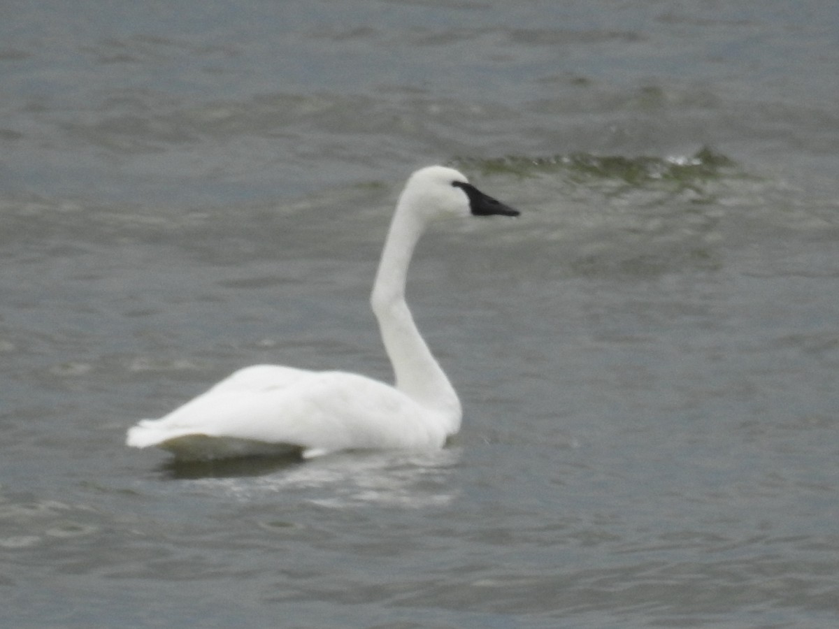 Tundra Swan - Lynette Thonne