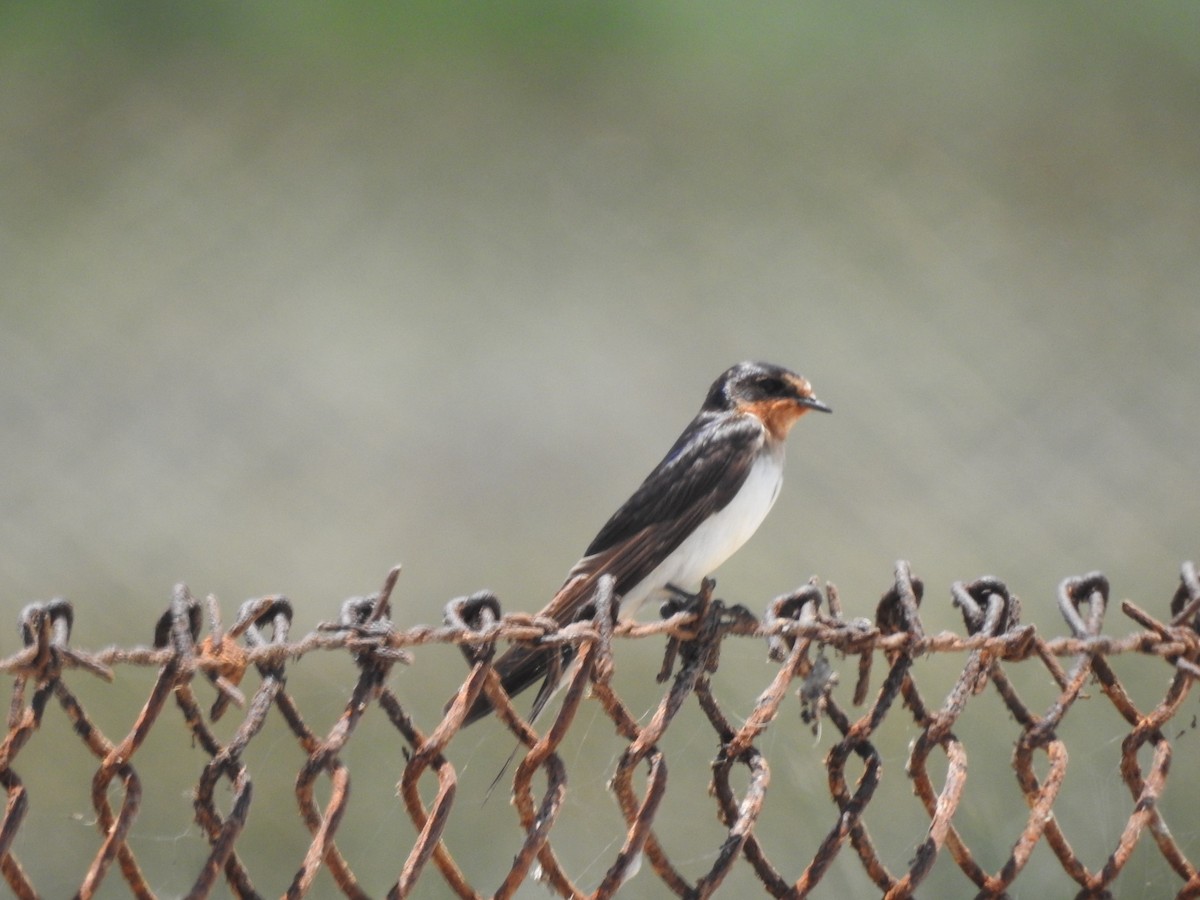 Barn Swallow - ML610702934