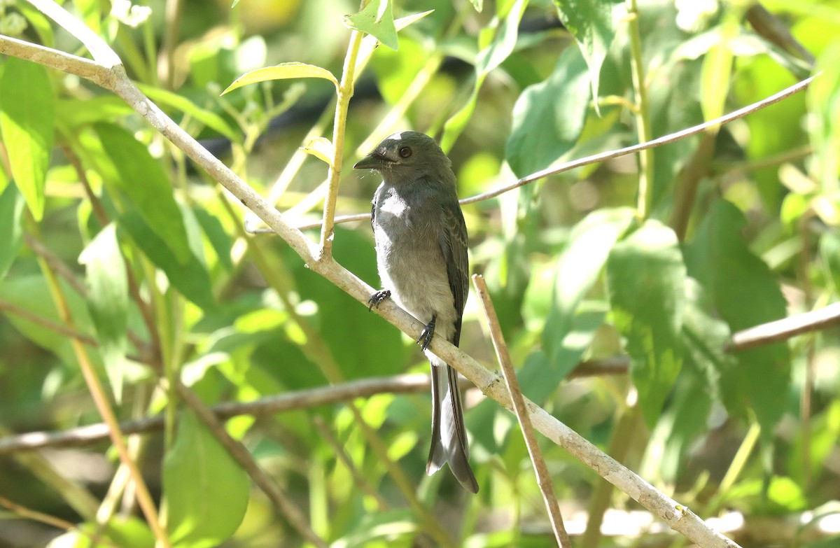 Ashy Drongo - ML610702936