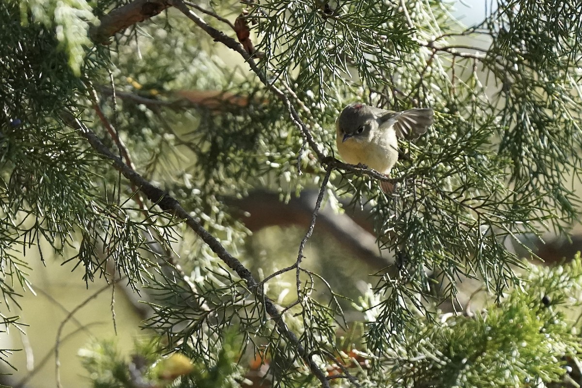 Ruby-crowned Kinglet - ML610702951