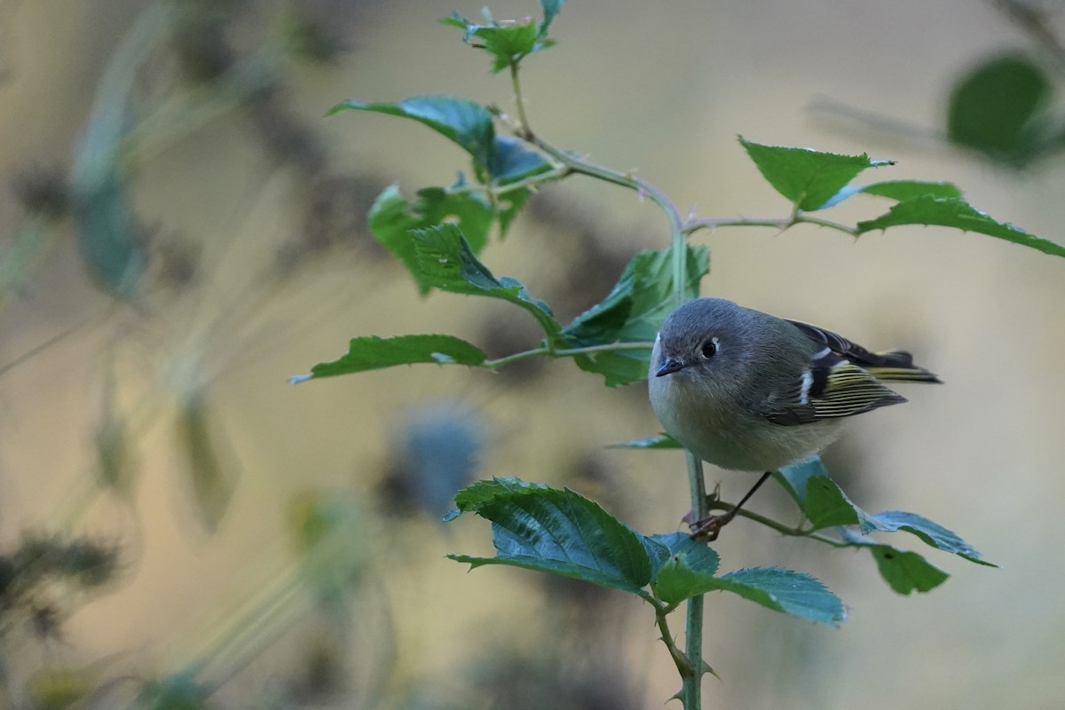 Ruby-crowned Kinglet - ML610702952
