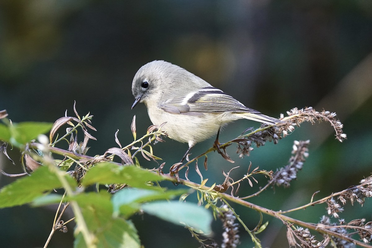 Ruby-crowned Kinglet - ML610702953