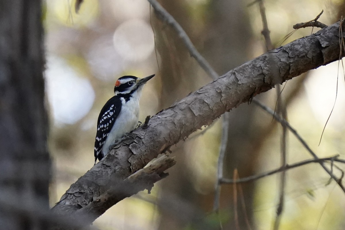 Hairy Woodpecker - ML610702978