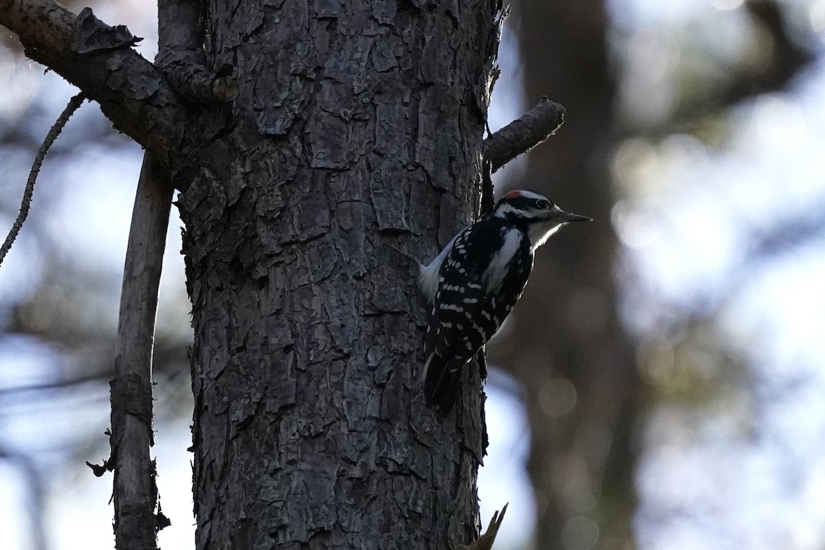 Hairy Woodpecker - ML610702979