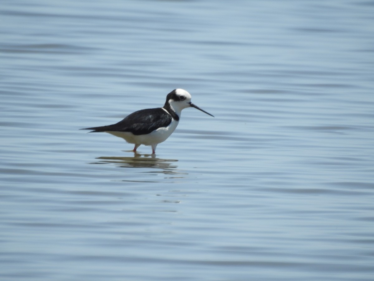 Black-necked Stilt - ML610703002