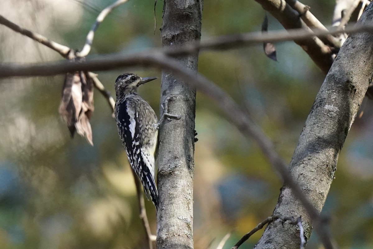 Yellow-bellied Sapsucker - ML610703012