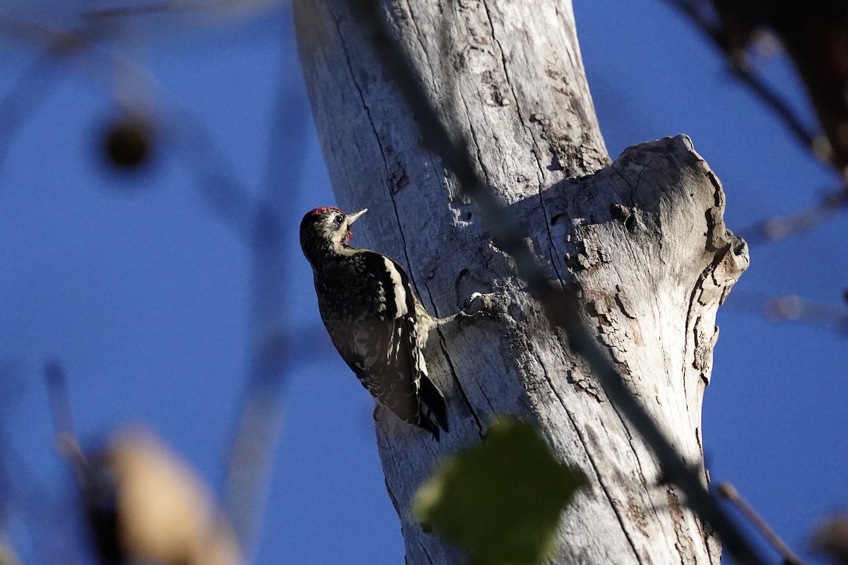 Yellow-bellied Sapsucker - ML610703013