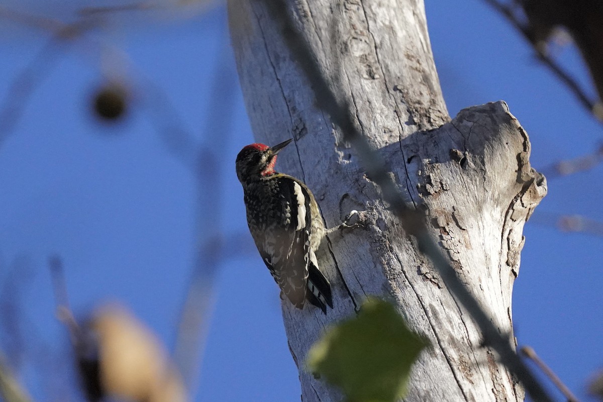 Yellow-bellied Sapsucker - ML610703014