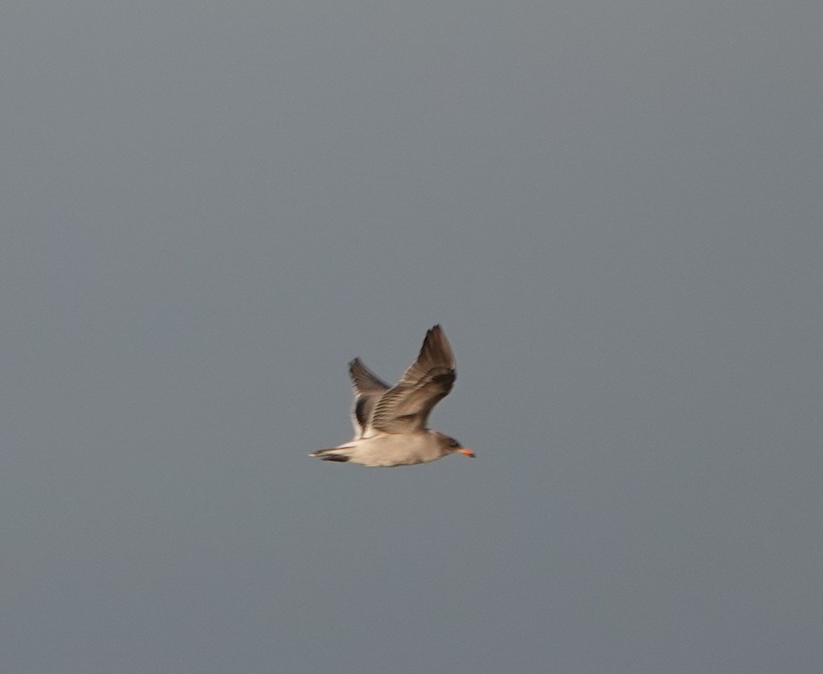 Heermann's Gull - ML610703077