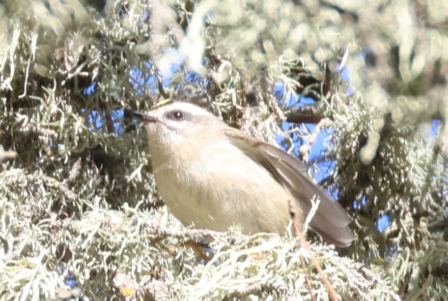 Golden-crowned Kinglet - ML610703111