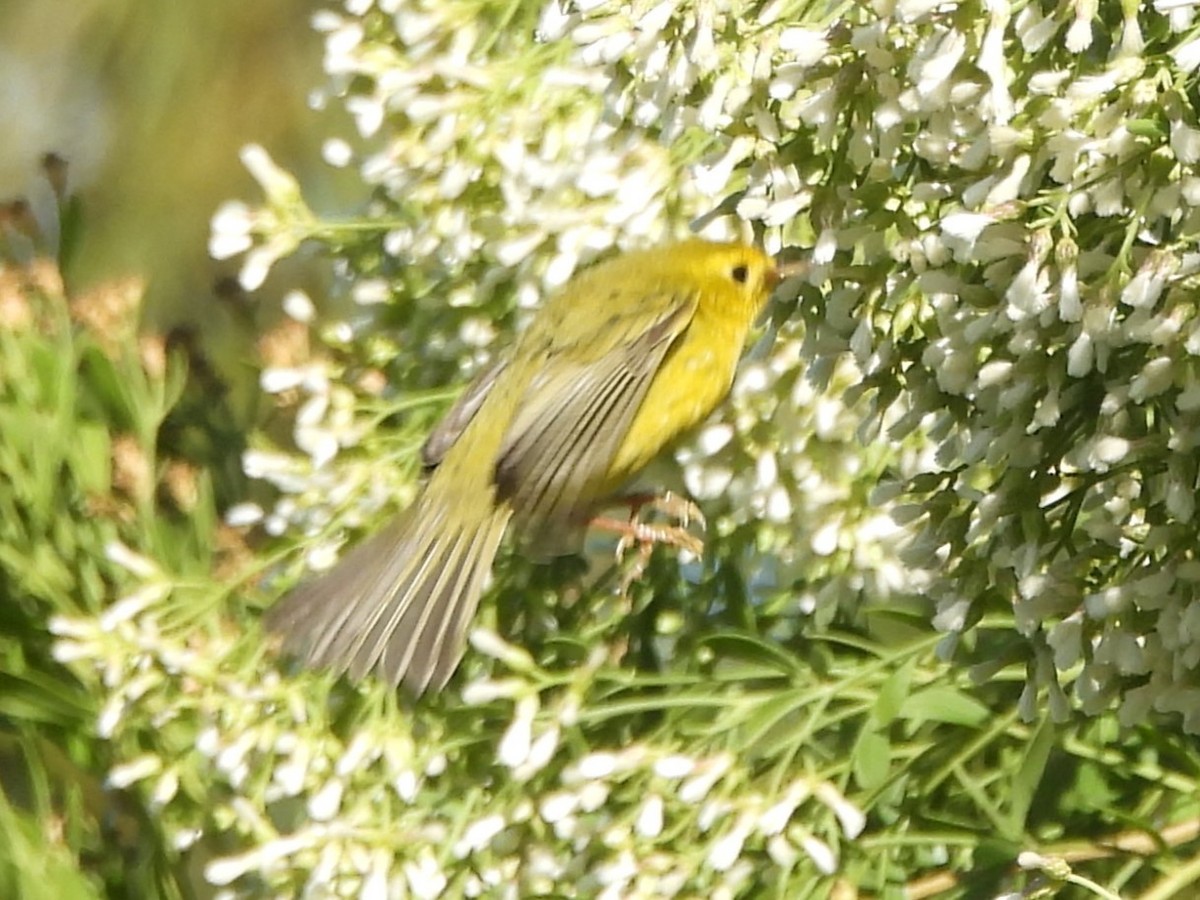 Wilson's Warbler - John Yuhasz