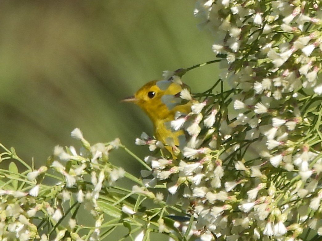 Wilson's Warbler - John Yuhasz