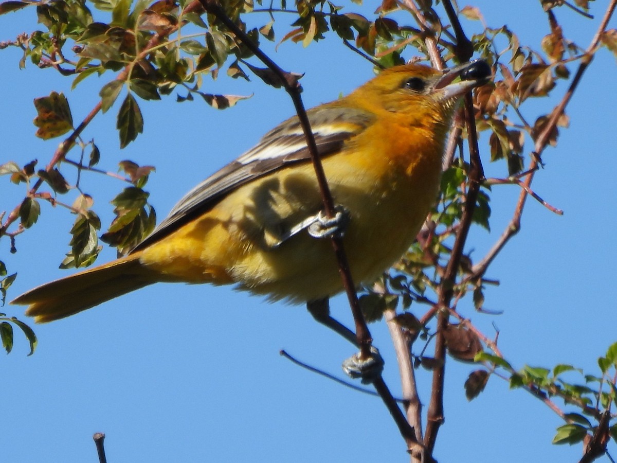 Baltimore Oriole - John Yuhasz