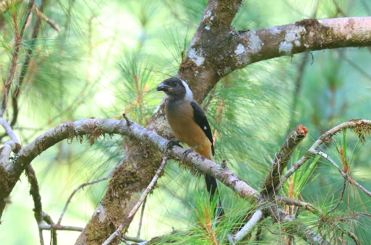 Sumatran Treepie - ML610703313