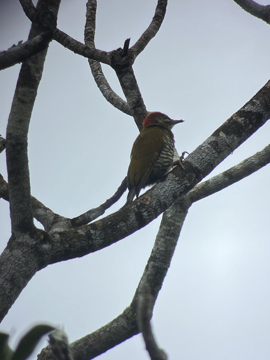 Stripe-cheeked Woodpecker - ML610703321