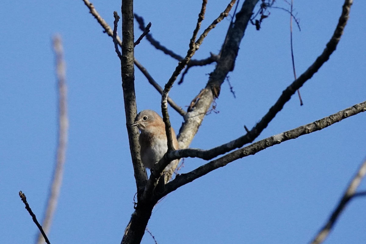 Eastern Bluebird - ML610703373