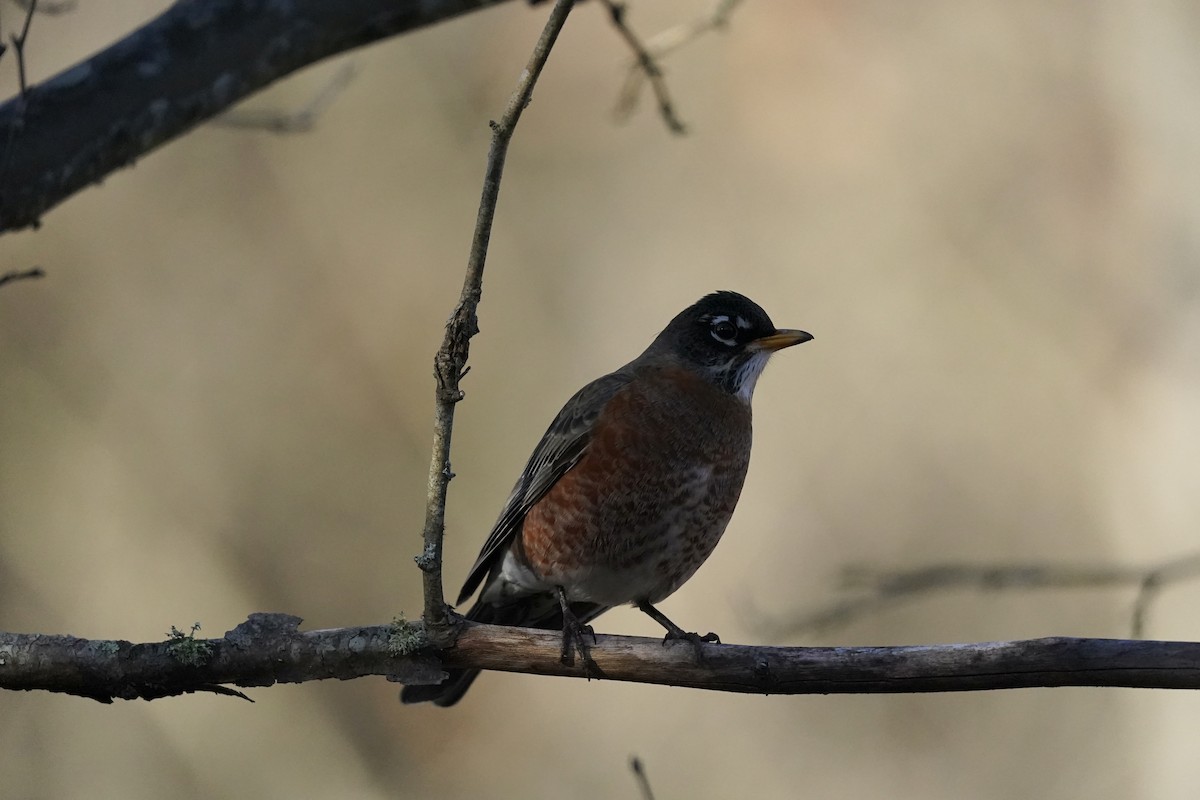 American Robin - ML610703386