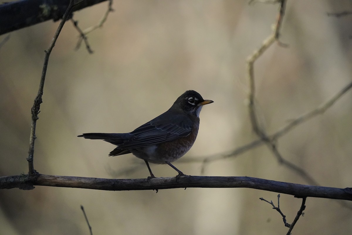 American Robin - ML610703388