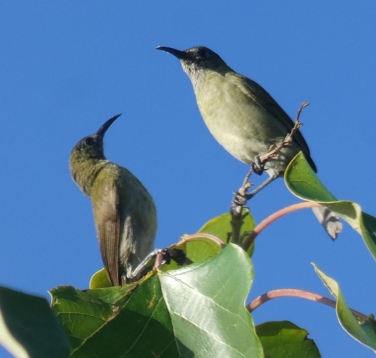 Sunda Honeyeater - River Ahlquist