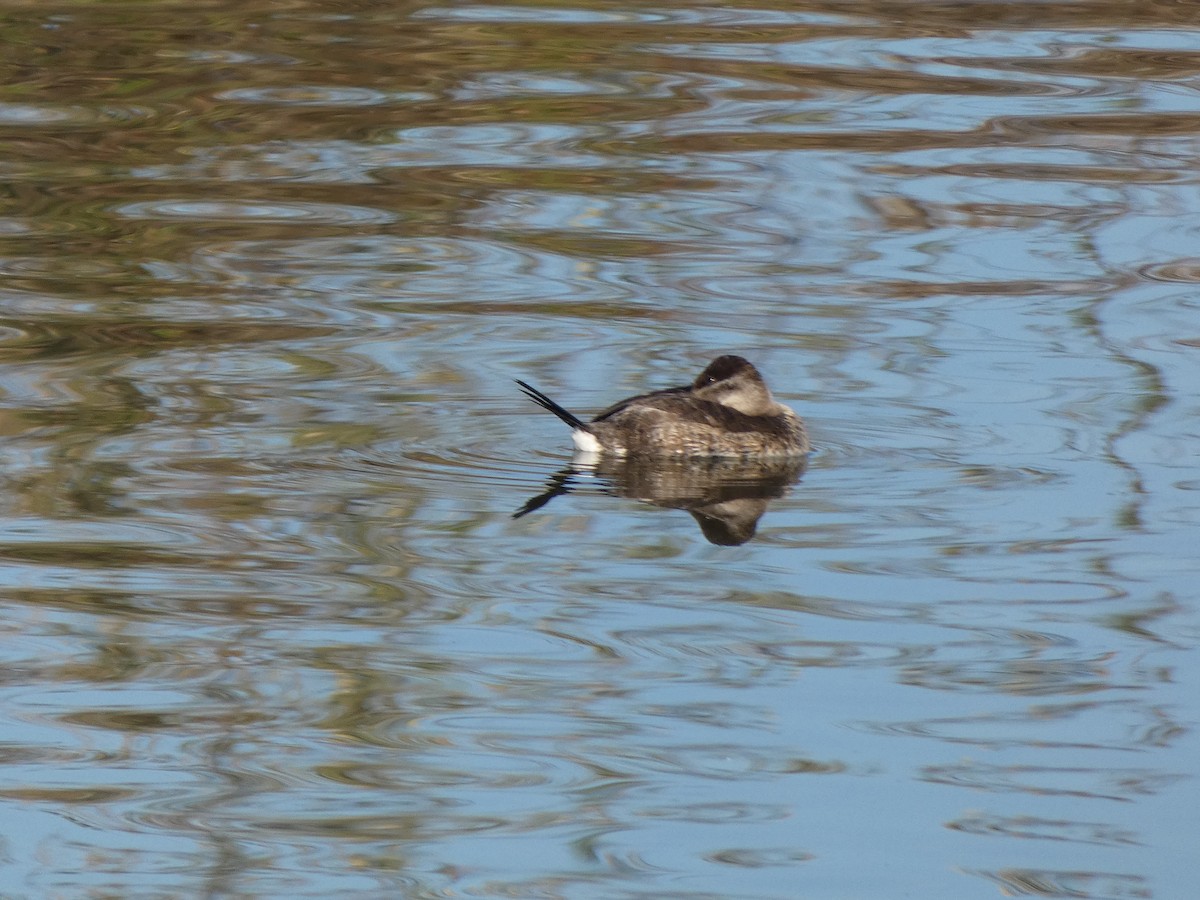 Ruddy Duck - ML610703466