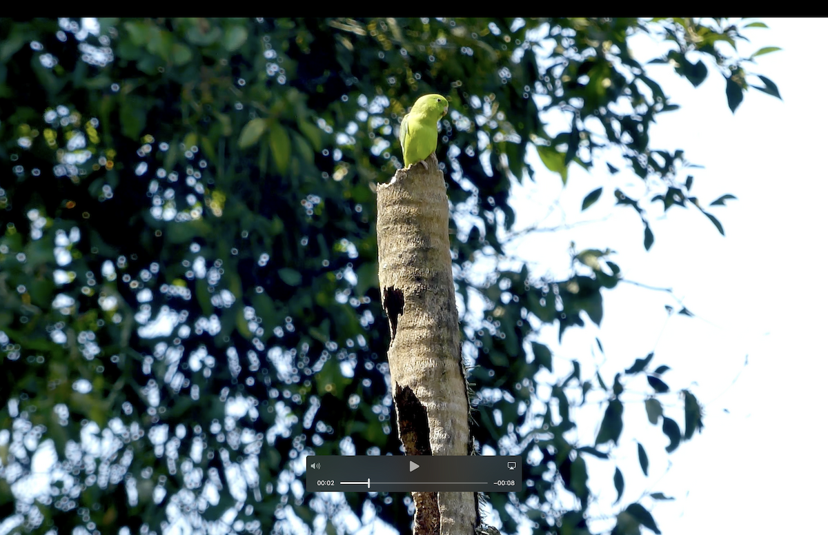 Spectacled Parrotlet - Jim Mathews