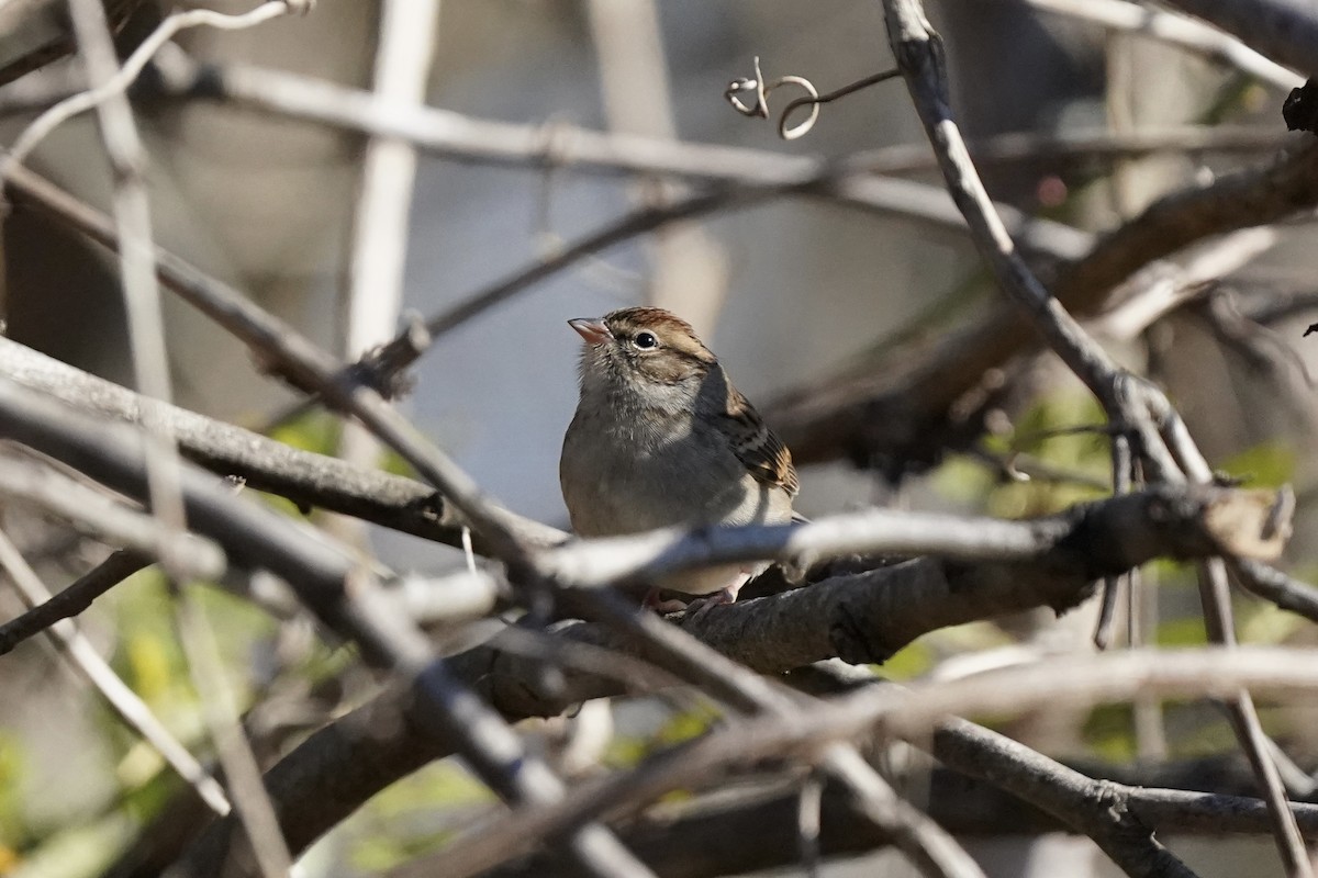 Chipping Sparrow - ML610703509