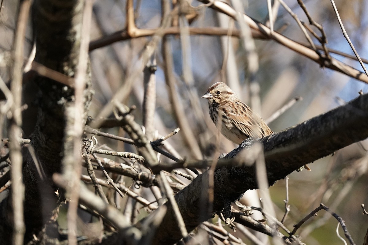 Chipping Sparrow - ML610703511