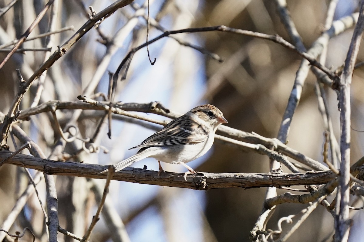 Chipping Sparrow - ML610703512