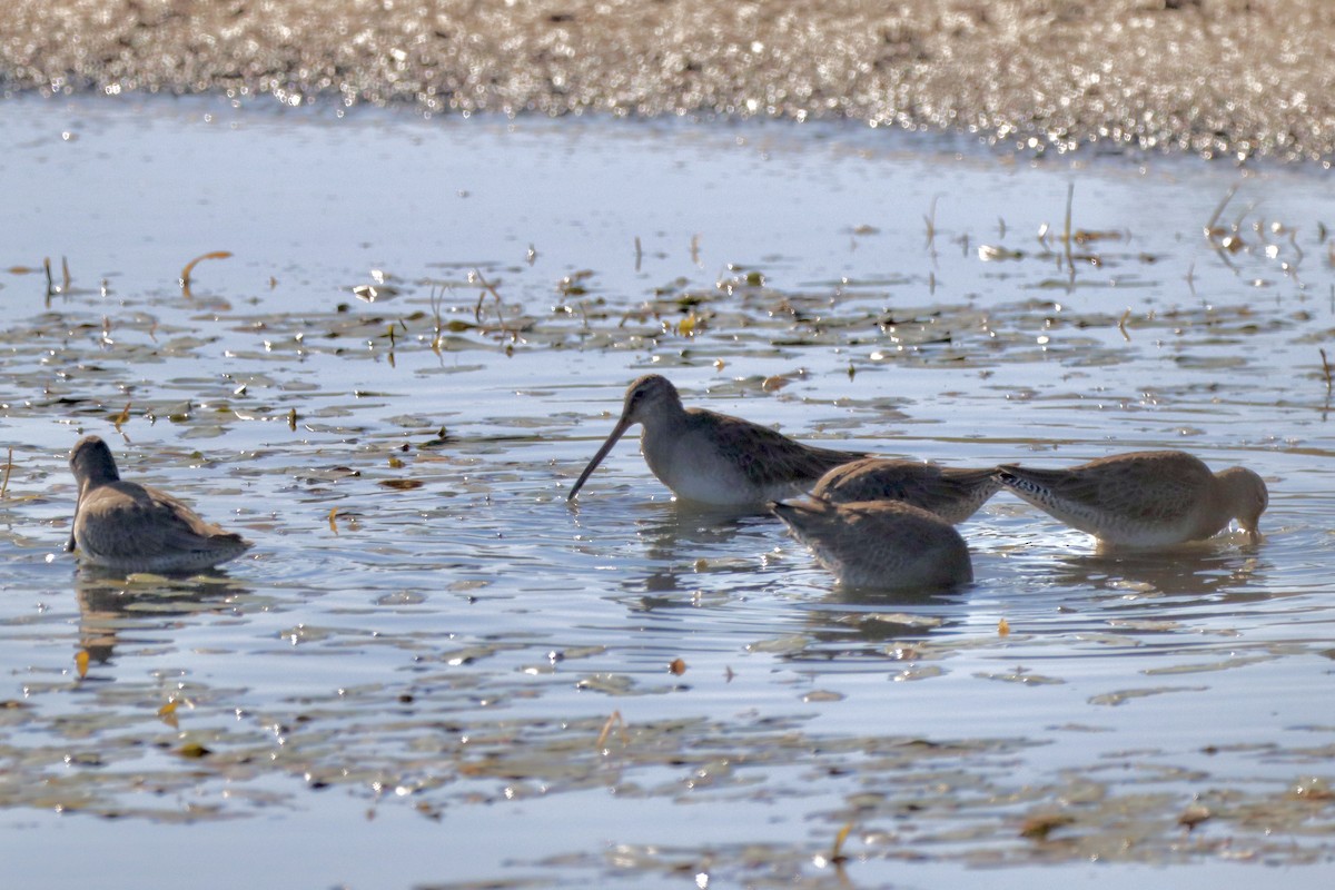 Long-billed Dowitcher - ML610703547