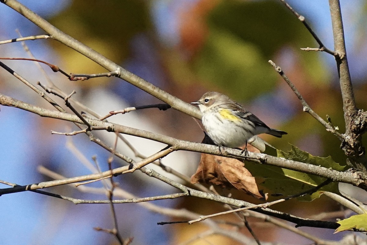 Yellow-rumped Warbler - ML610703572