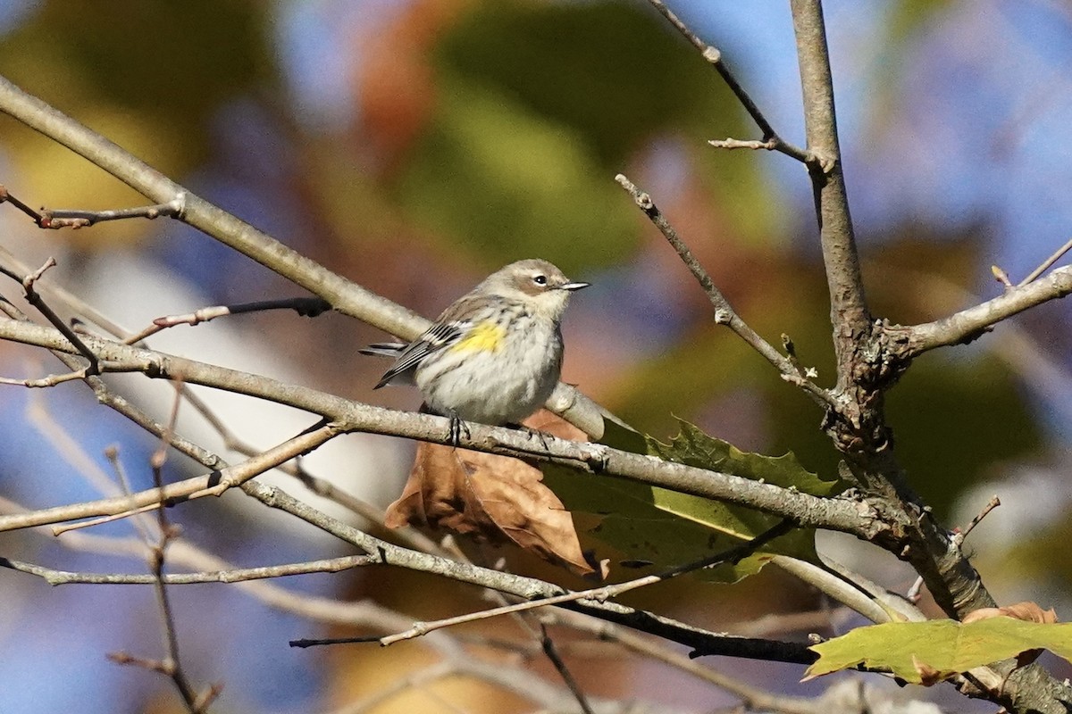 Yellow-rumped Warbler - ML610703573