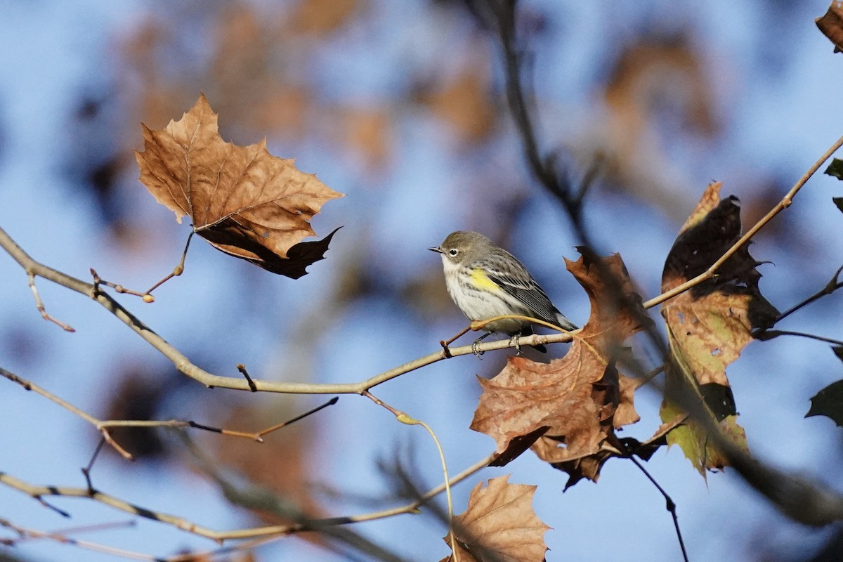 Yellow-rumped Warbler - ML610703574