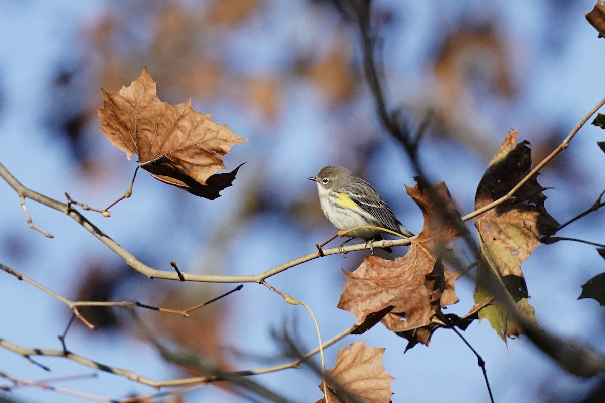 Yellow-rumped Warbler - Melanie Crawford