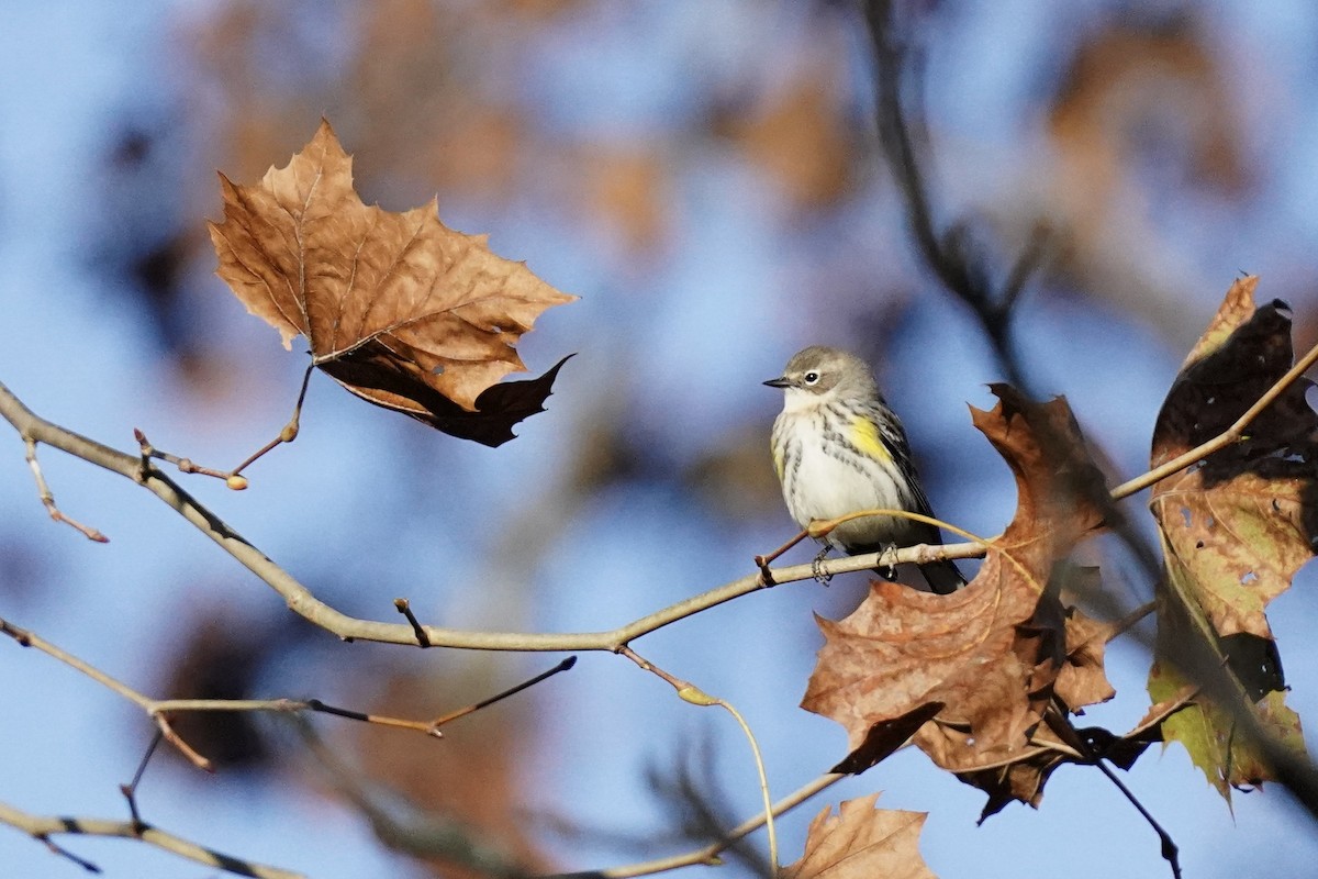 Yellow-rumped Warbler - ML610703575