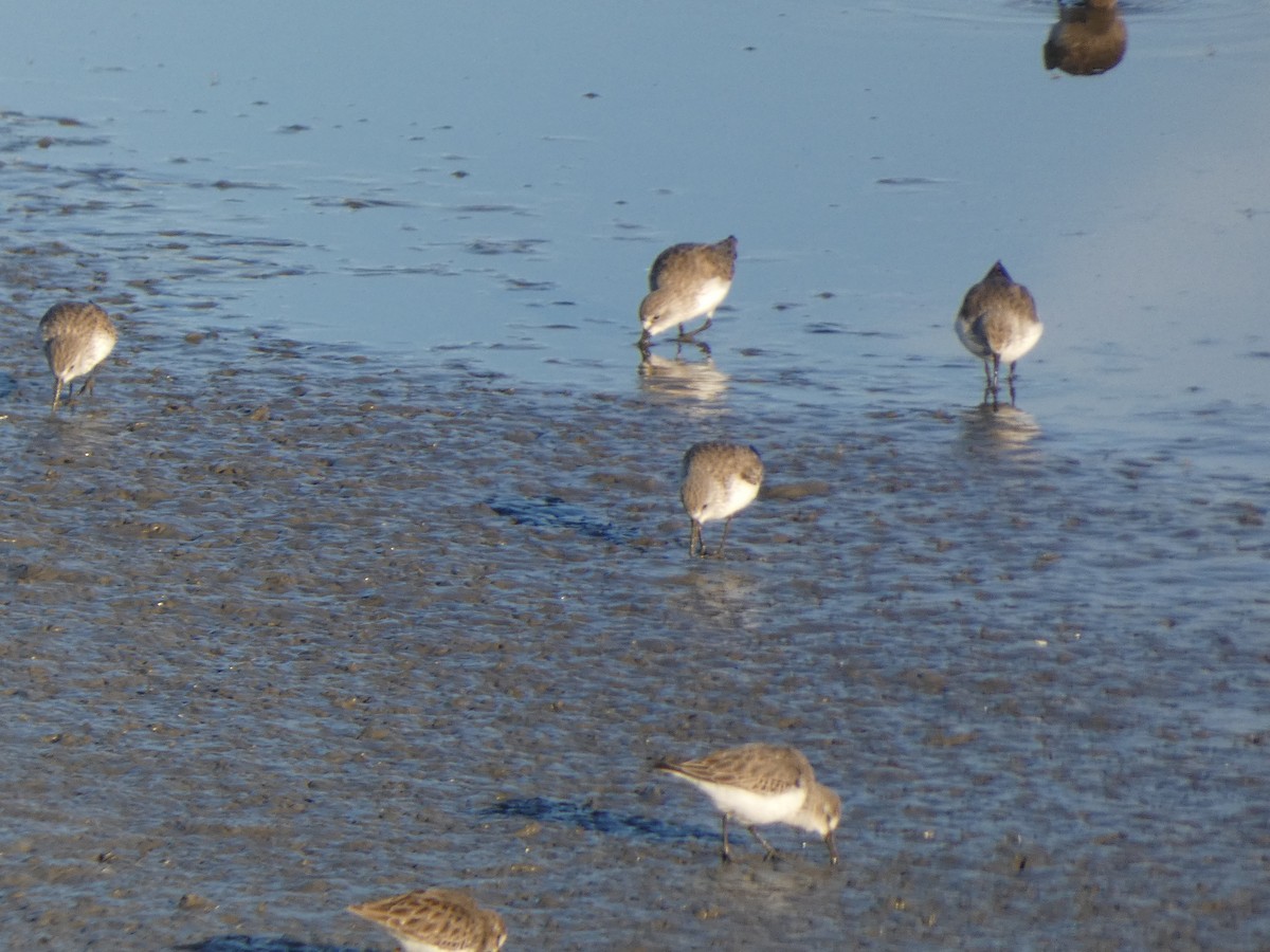 Bergstrandläufer - ML610703607