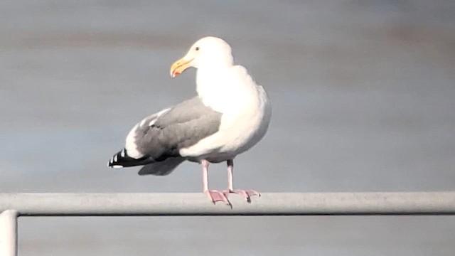 Western Gull - ML610703629