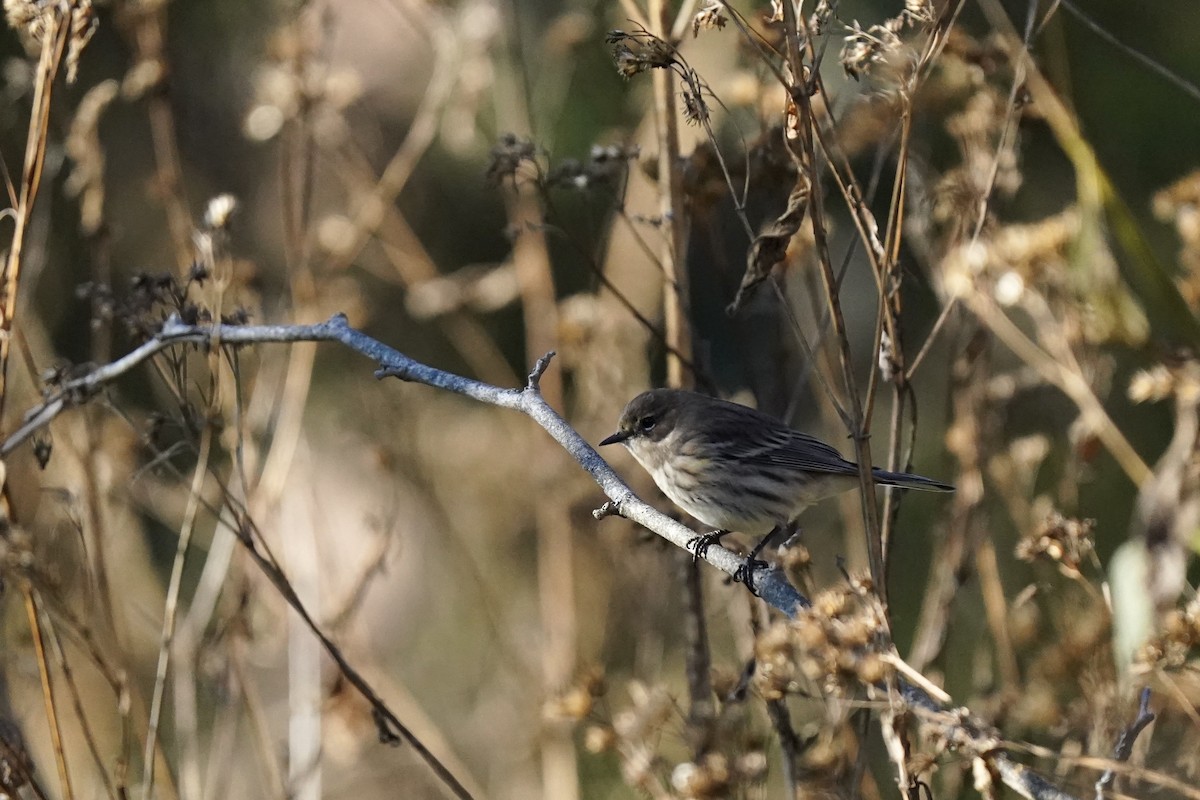 Yellow-rumped Warbler - ML610703644