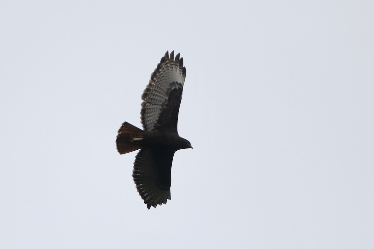 Red-tailed Hawk (kemsiesi/hadropus) - ML610703723