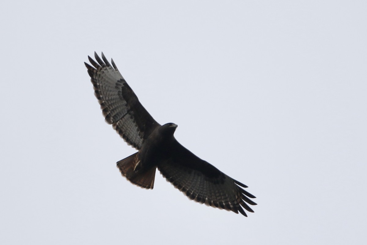 Red-tailed Hawk (kemsiesi/hadropus) - ML610703724