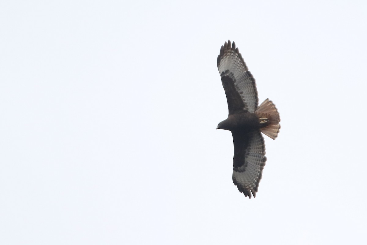 Red-tailed Hawk (kemsiesi/hadropus) - ML610703725