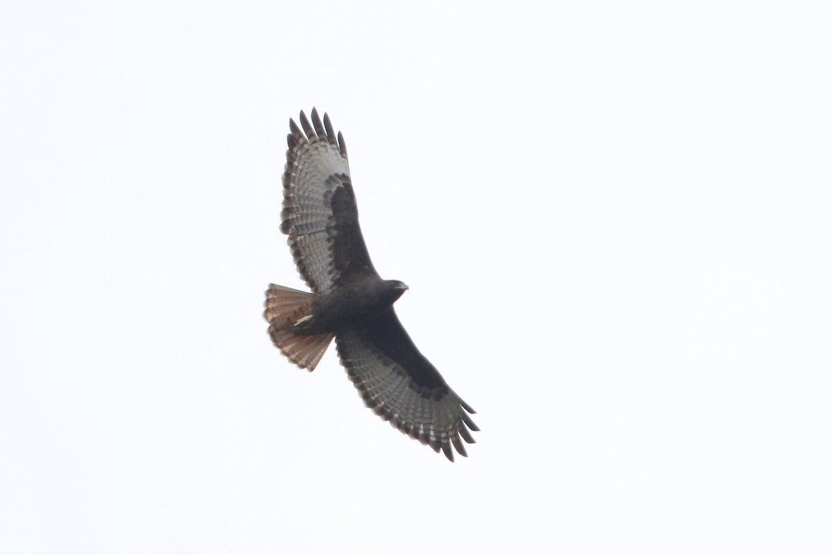 Red-tailed Hawk (kemsiesi/hadropus) - John Garrett