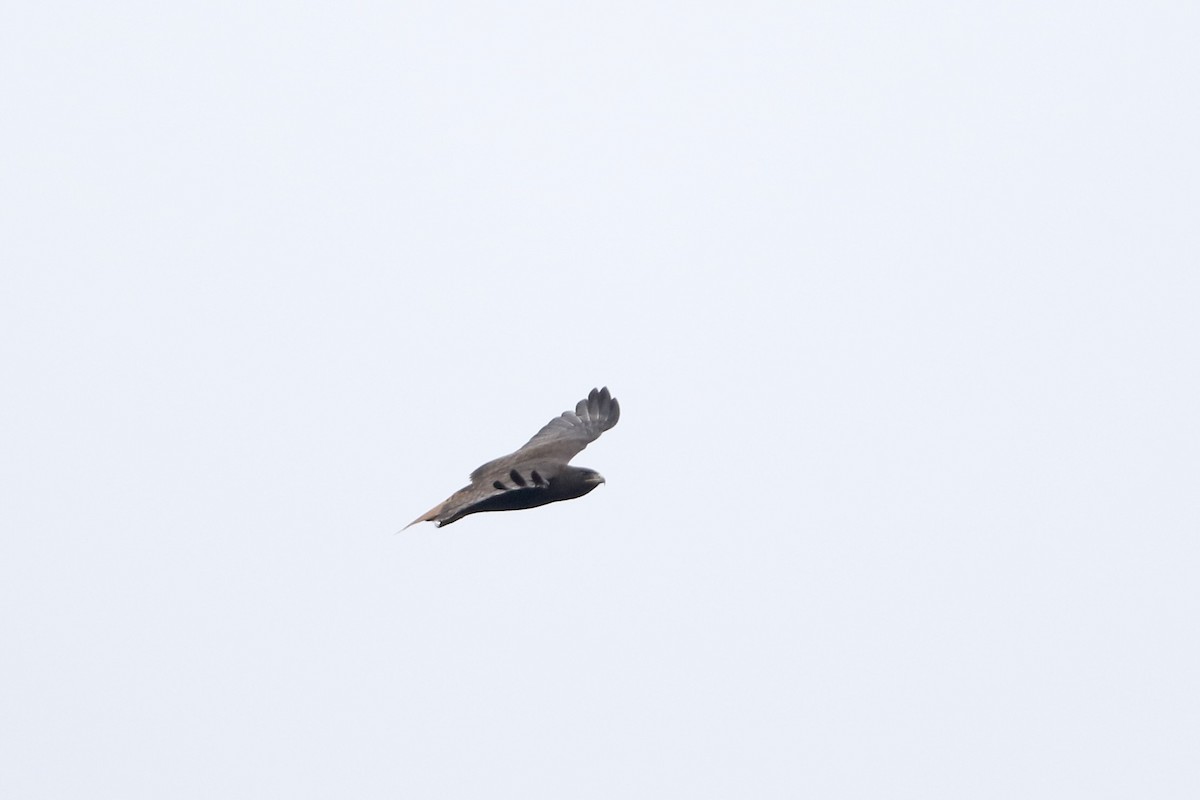 Red-tailed Hawk (kemsiesi/hadropus) - ML610703727