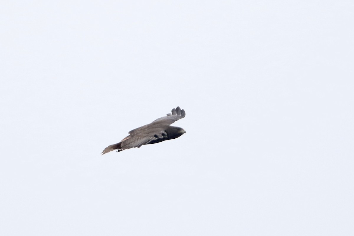 Red-tailed Hawk (kemsiesi/hadropus) - ML610703728