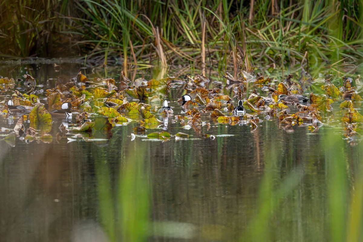 Hooded Merganser - ML610703776