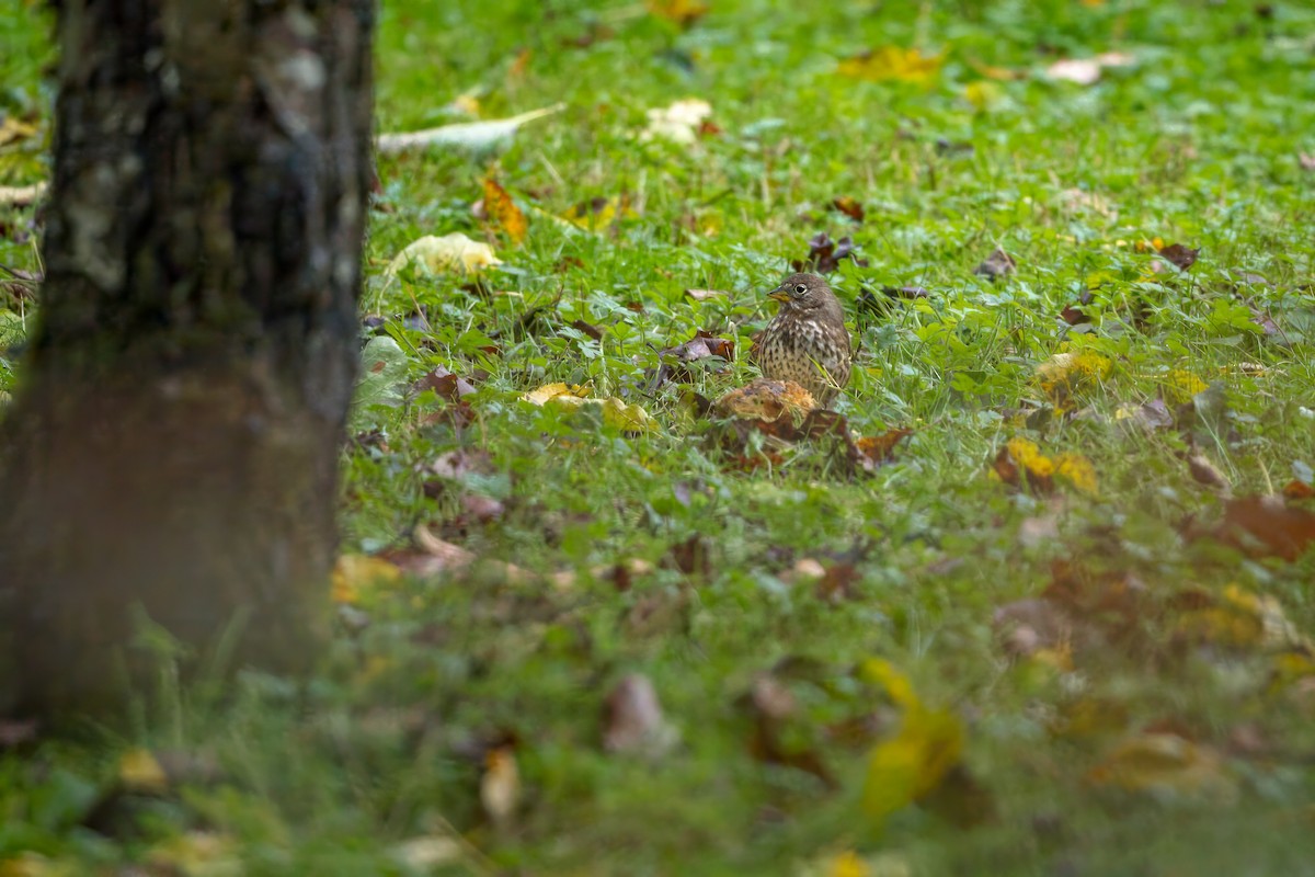 Fox Sparrow - ML610703785