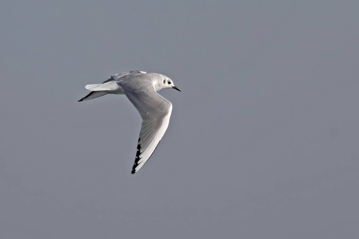 Mouette de Bonaparte - ML610703787