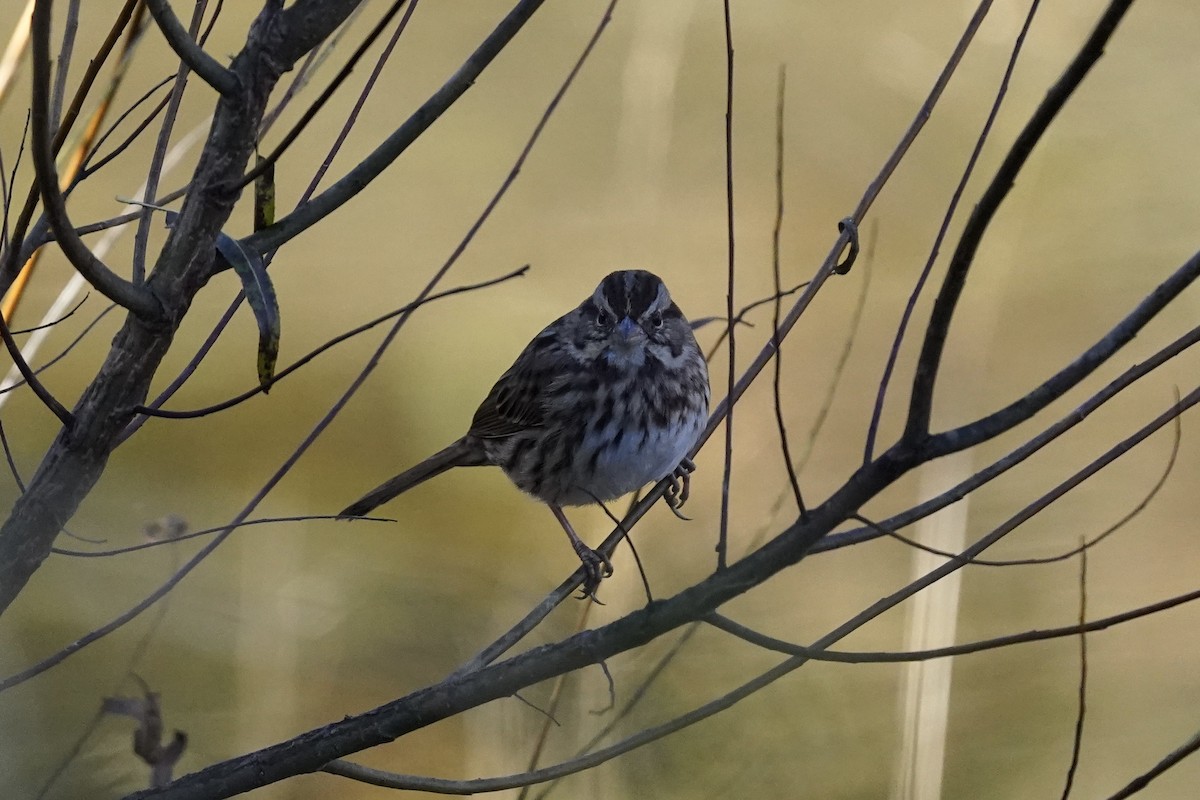 Song Sparrow - ML610703790