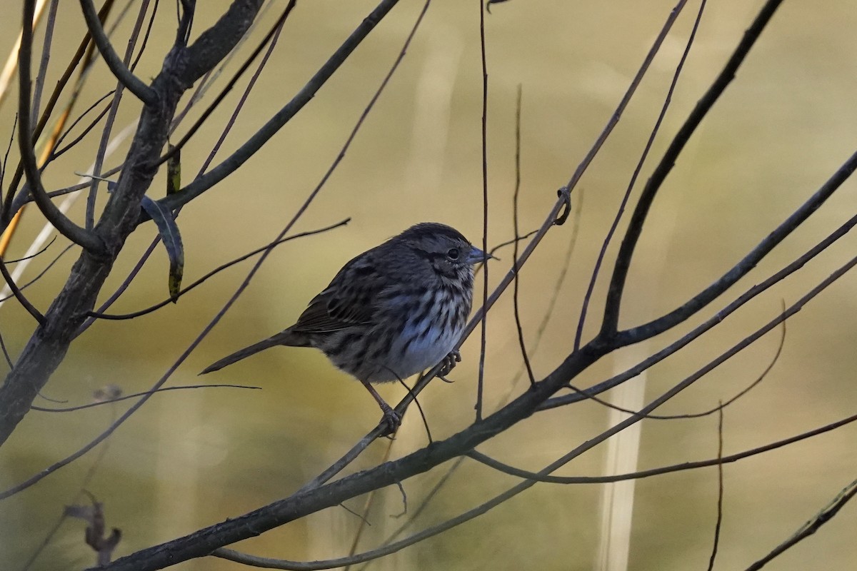 Song Sparrow - ML610703791